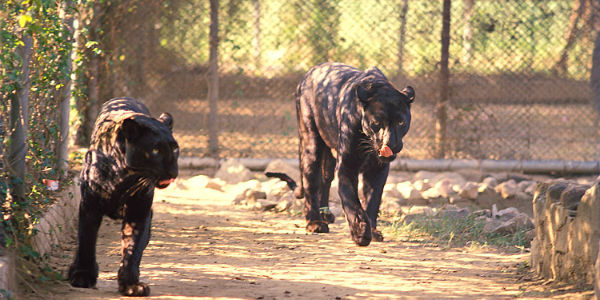 Delhi Zoo